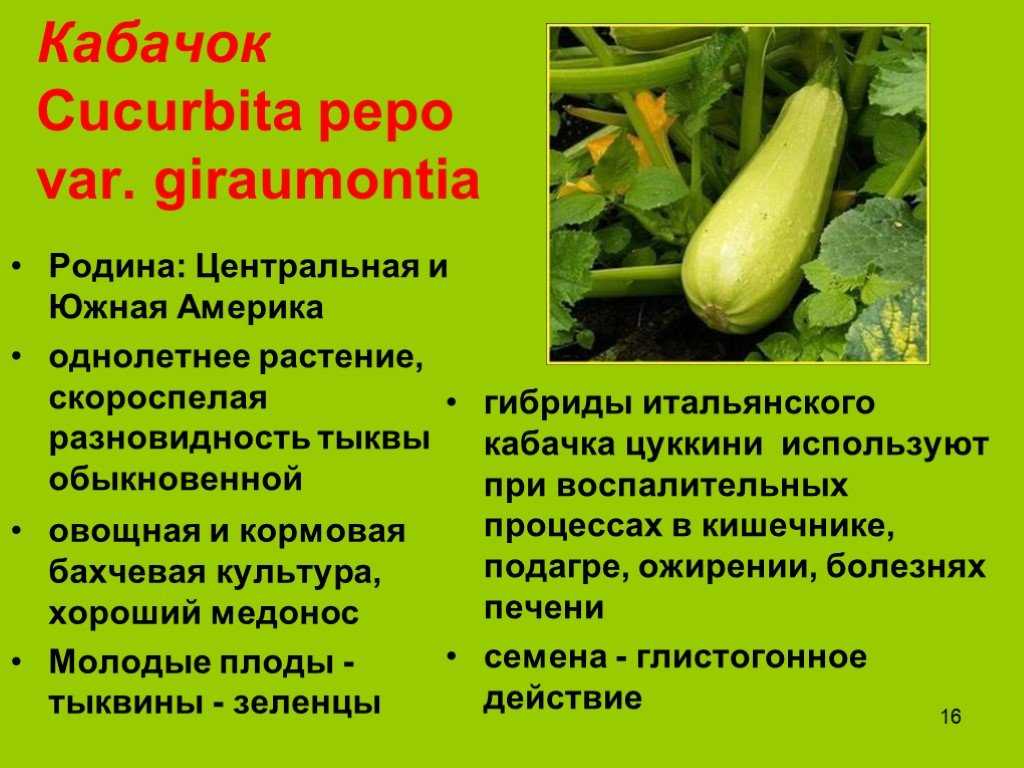 Методические рекомендации по агротехнологии выращивания тыквы в системе органического сельского хозяйства - союз органического земледелия