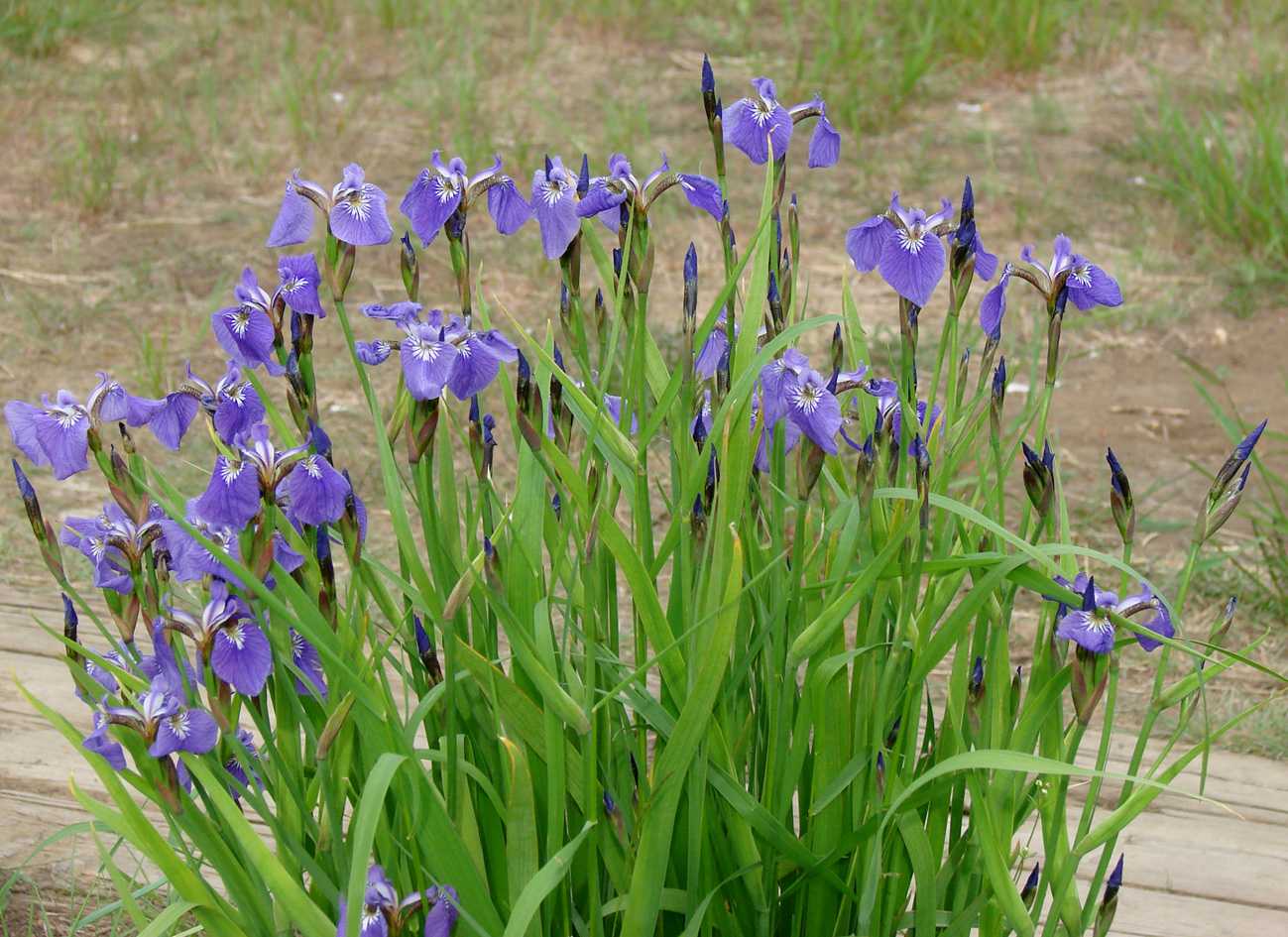 Ирис щетинистый - iris setosa - описание таксона - плантариум