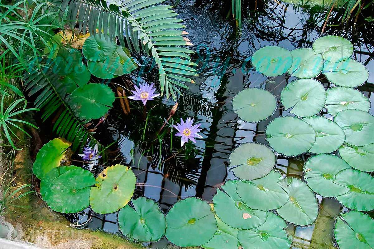 Водные растения: что посадить в садовом водоёме