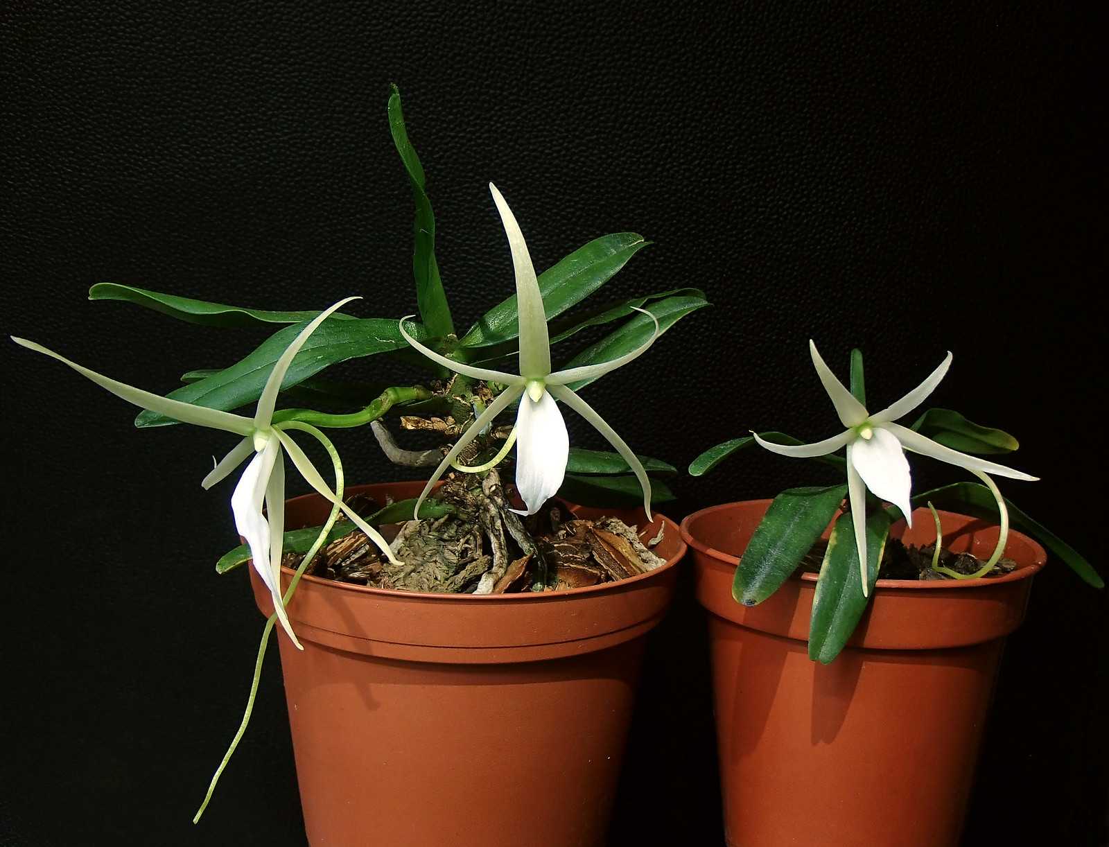 Фаленопсис отцвел, что делать дальше со стрелкой орхидеи в домашних условиях