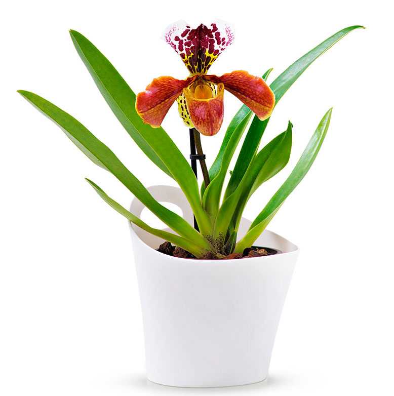 Орхидея пафиопедилум уход в домашних условиях
