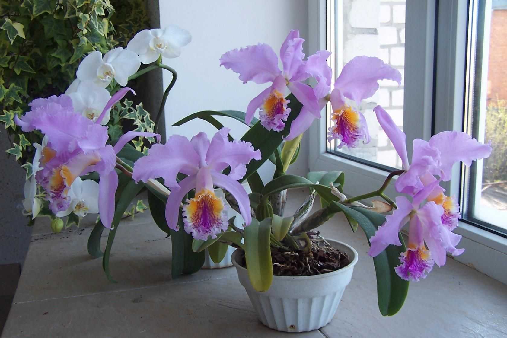Народные приметы и суеверия, связанные с орхидеей. можно ли держать ее дома?