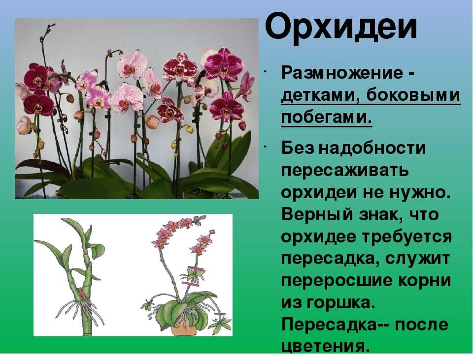 Фаленопсис отцвел, что делать дальше со стрелкой орхидеи в домашних условиях