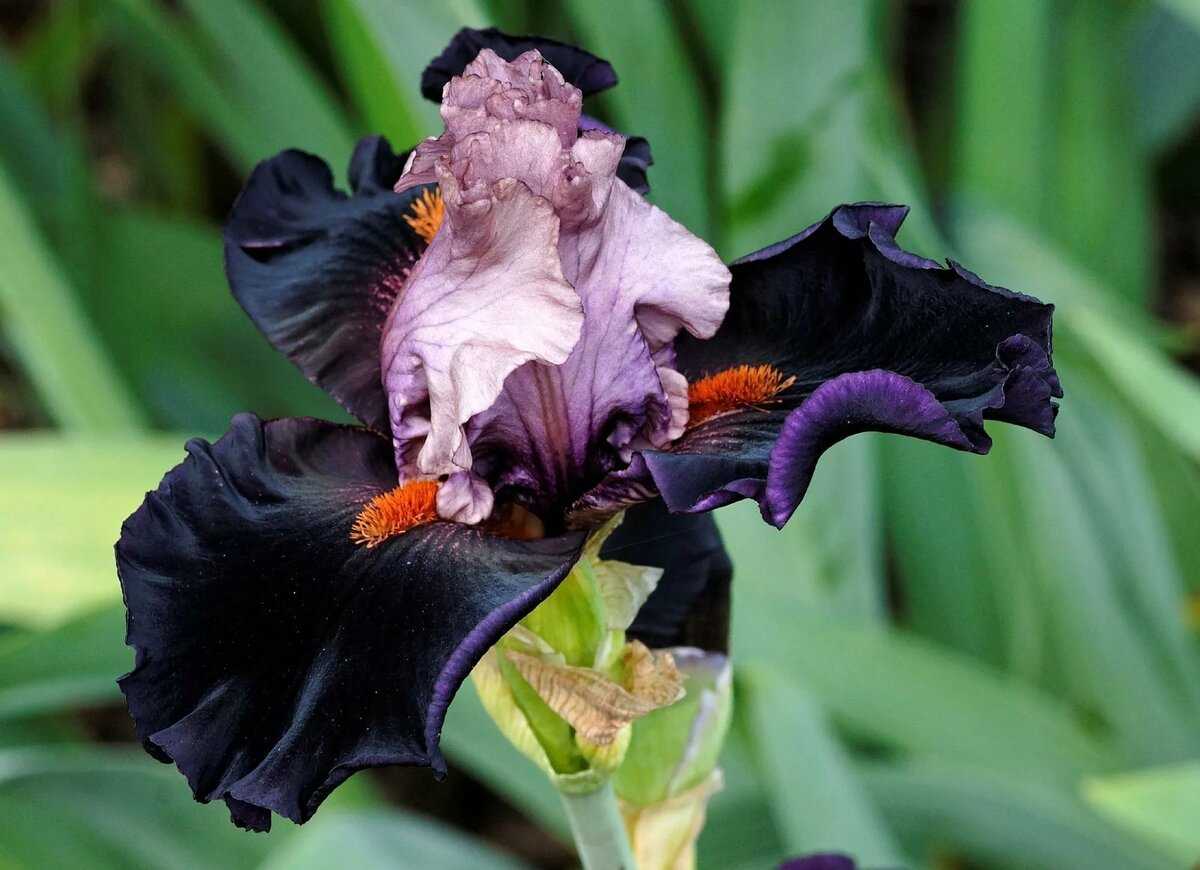 Iris sanguinea hornem.описание таксона