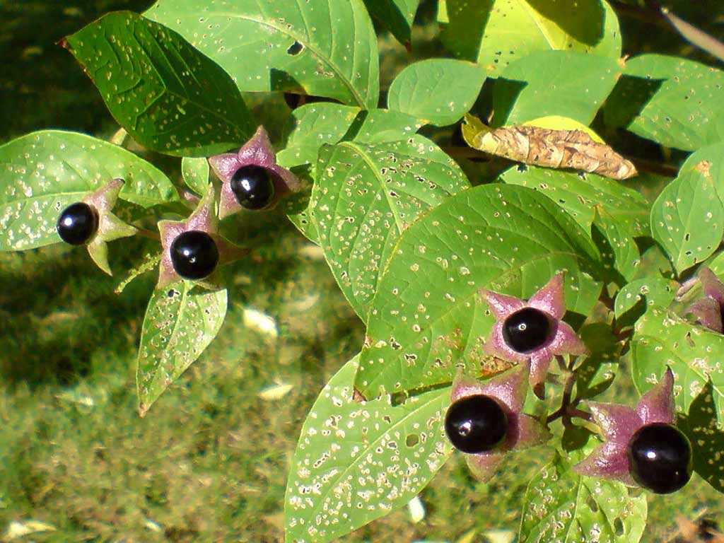 Белладонна (красавка)(atropa belladonna l.)|| сайт о травах и не только