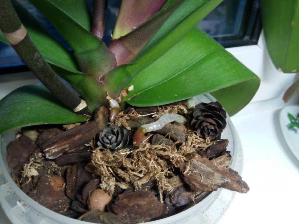 Вянут листья орхидеи, в том числе верхние и нижние после пересадки и что делать, если они стали мягкими, вялыми и сморщенными у цветущего растения?