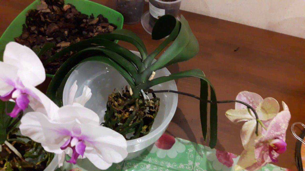 Мастер-класс орхидеи фаленопсис phalaenopsis  пересадка