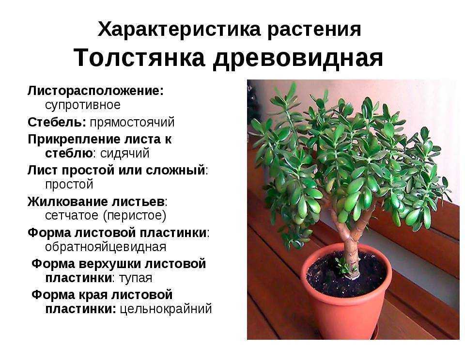 Лавр комнатный (лавр благородный): особенности выращивания в домашних условиях - sadovnikam.ru