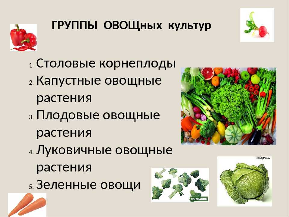 Зеленые овощи и листовые культуры - самый полный список: 24 разновидности с названиями, описаниями и фото