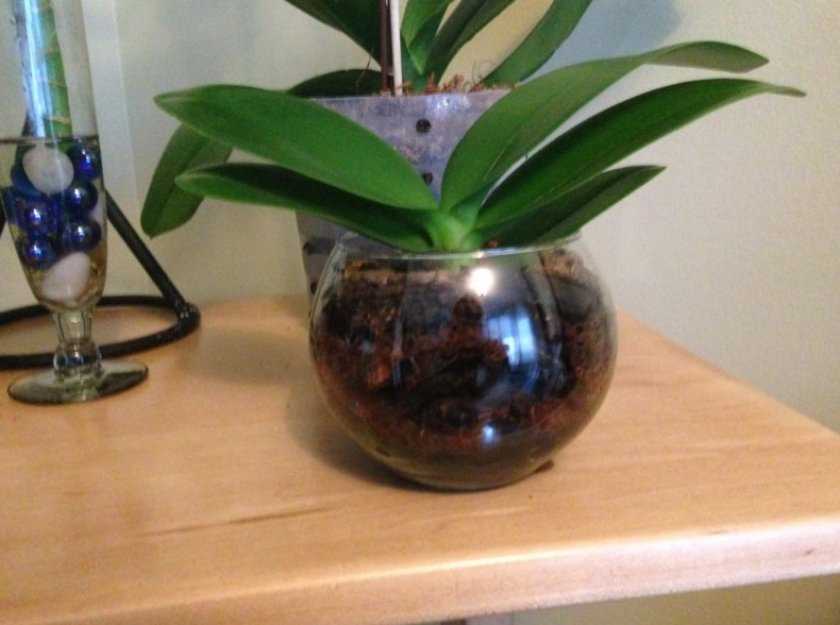 Ванда - королева орхидей: уход и размножение цветка