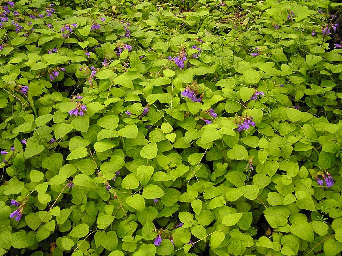 Тенелюбивые цветы для клумбы: подборка теневыносливых и тенелюбивых растений с фото