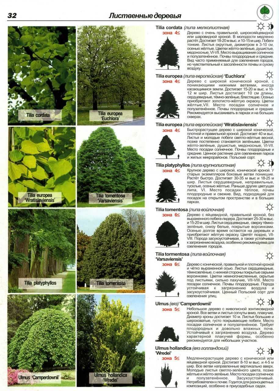 Декоративно лиственные листопадные кустарники с названиями и фото в каталоге