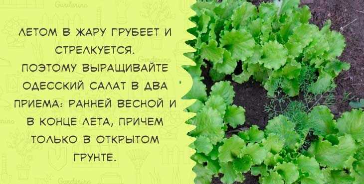 Салат эндивий — выращивание
