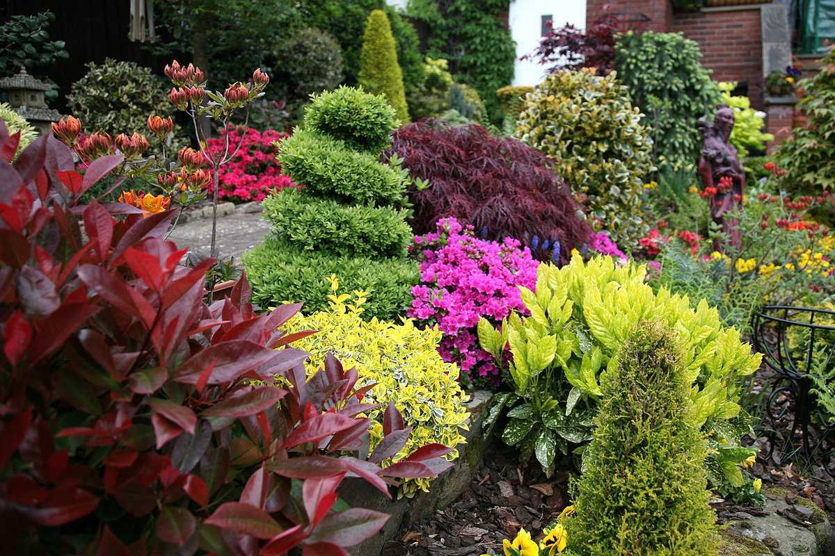 Декоративные кустарники для дачи и сада (30 фото) - каталог с названиями и описанием | огородникам инфо