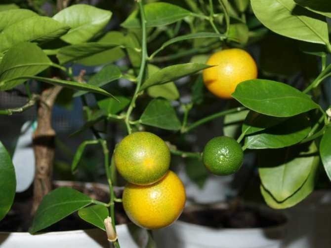 Комнатный каламондин — самый плодовитый среди цитрусовых
