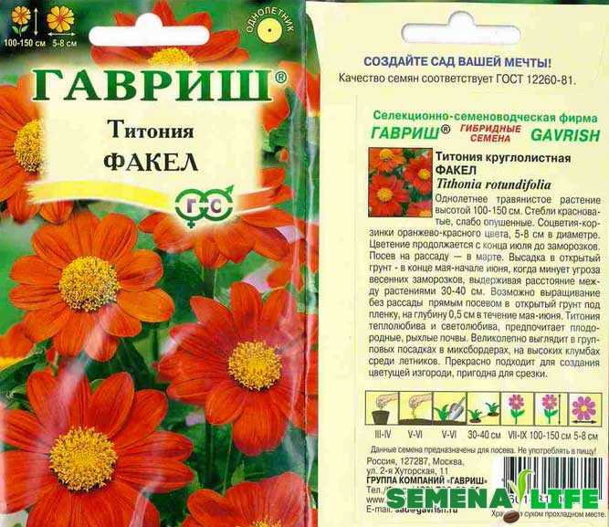 Титония выращивание из семян