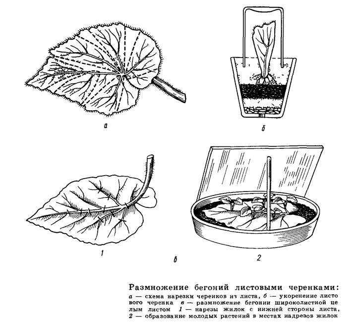 Бегония клубневая (30 фото) – посадка и уход в открытом грунте, в домашних условиях, выращивание из клубня