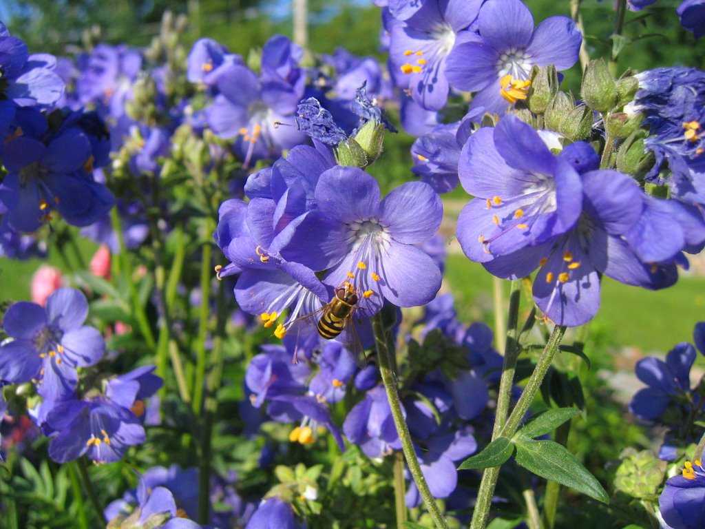 Синюха голубая фото: описание цветка, разновидности, условия выращивания в открытом грунте, размножение, сочетание в ландшафтном дизайне