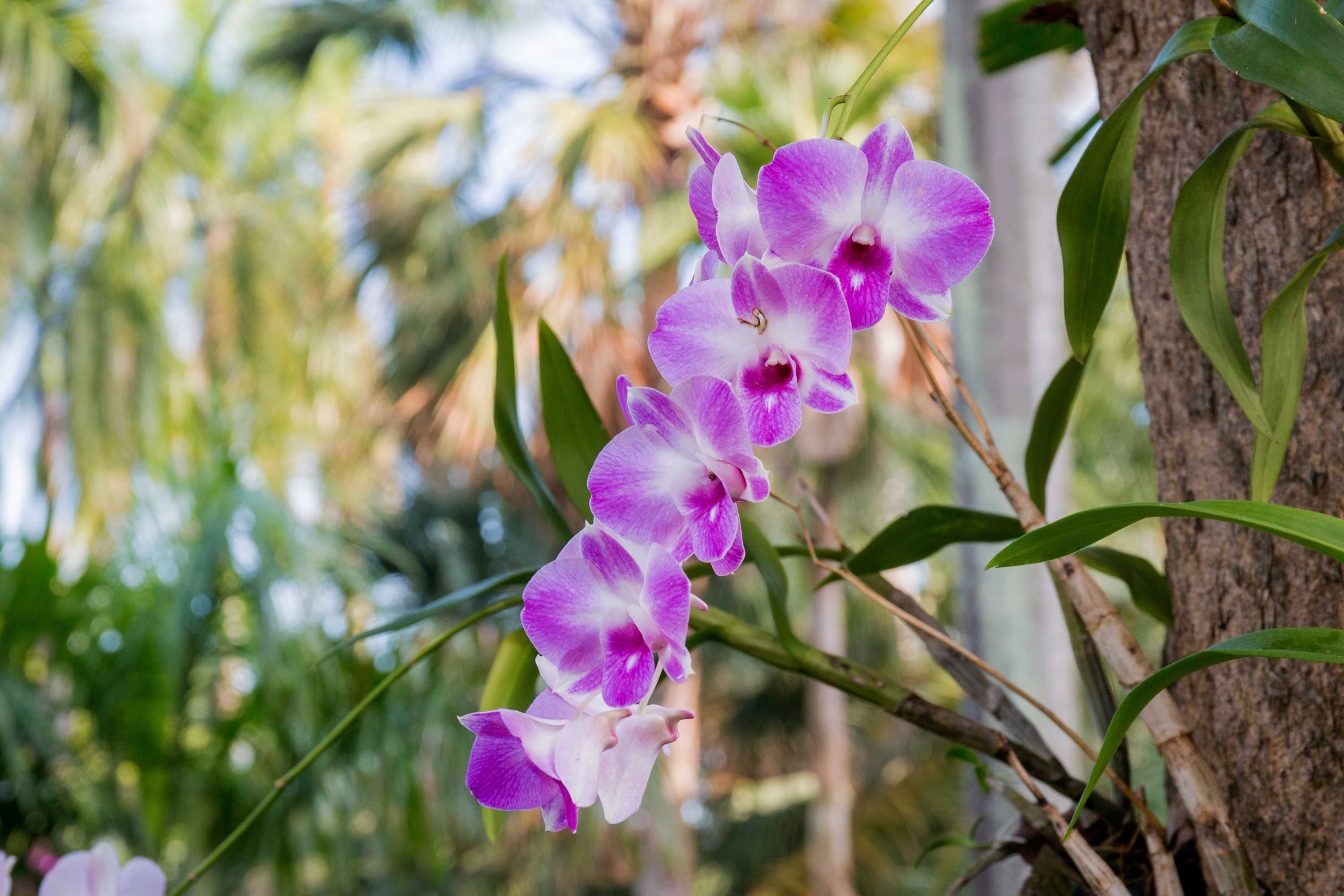 Как у орхидеи появляется цветонос: что для этого необходимо сделать, как долго он растет и что делать, если орхидея выпустила несколько цветочных стрелок, фото и видео от специалистов