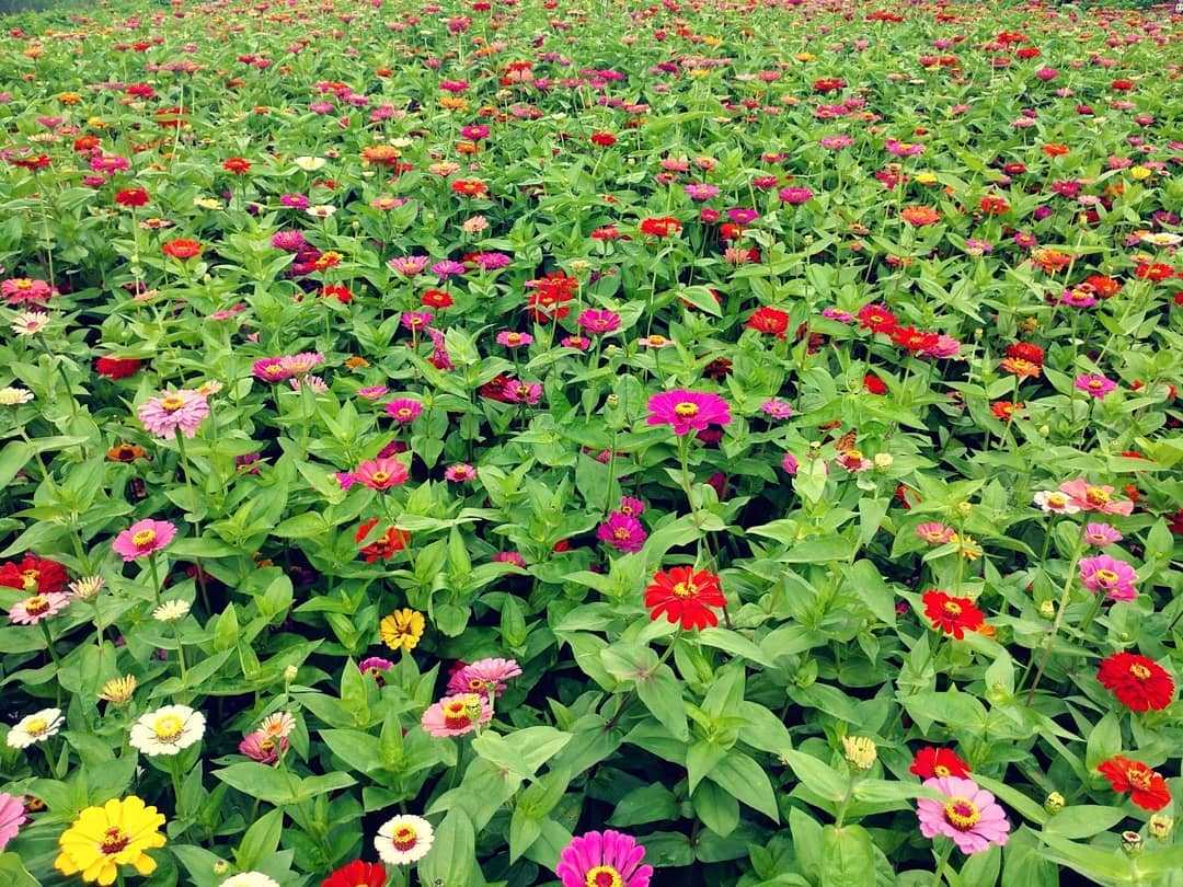 Циния многолетняя низкорослая карликовая махровая красная из семян, уход и выращивание рассады, сорта цветка, посадка на клумбу