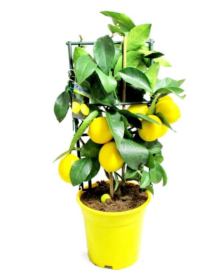 Лимон в комнатных условиях: выращивание и уход
