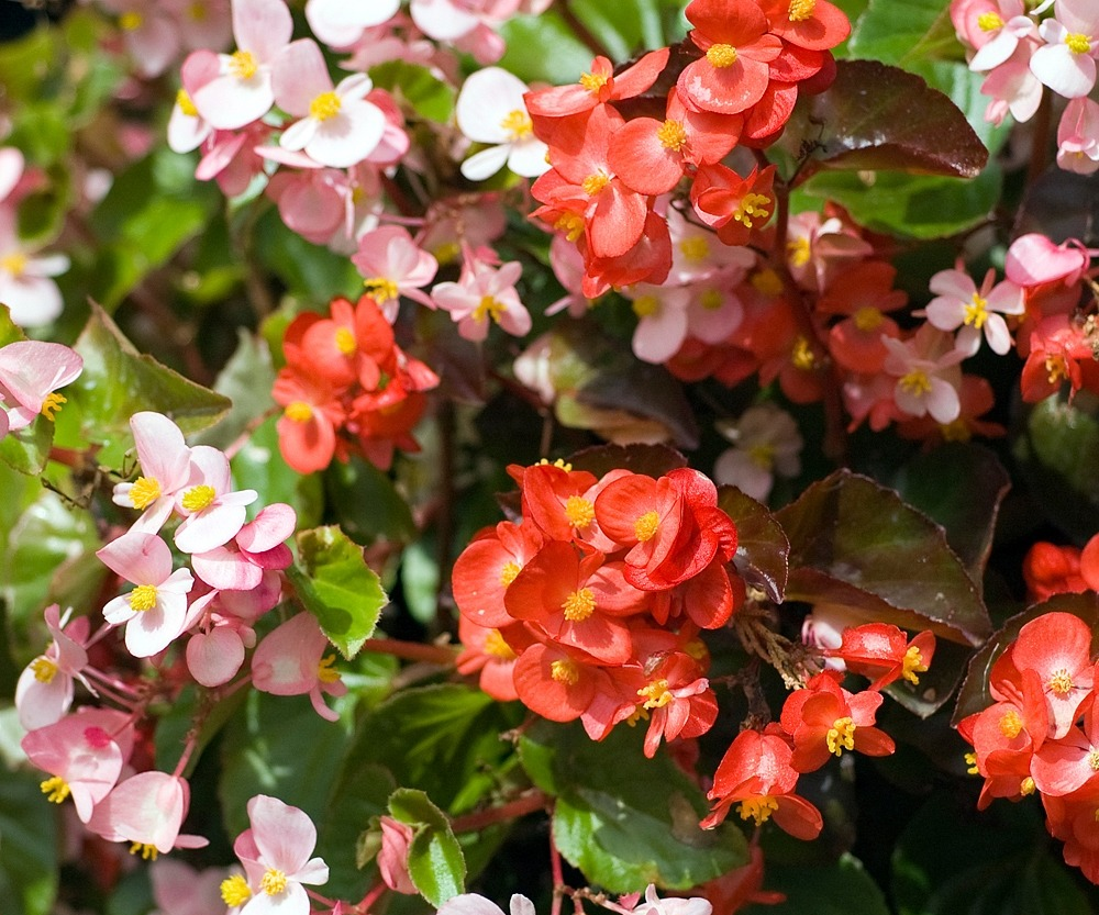 Уход в домашних условиях за бегонией вечноцветущей: фото цветка, а также правила размножения семенами и черенкованием