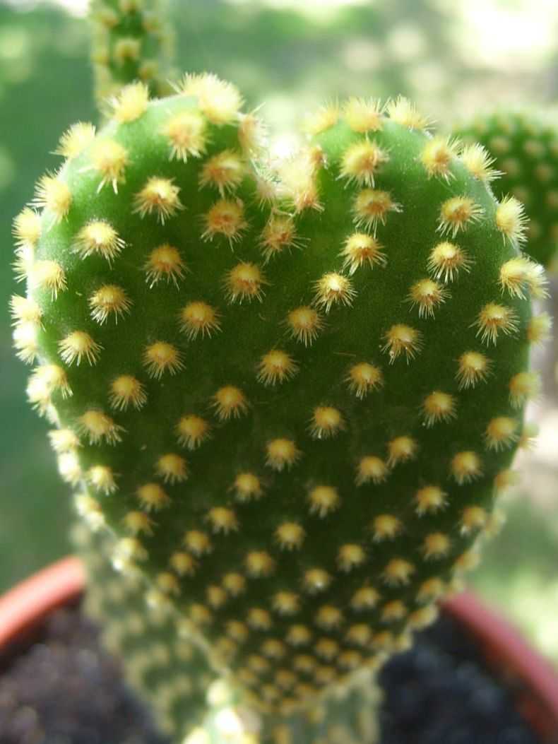 Описание сортов и ухода за кактусом опунция в домашних условиях: как посадить, размножать