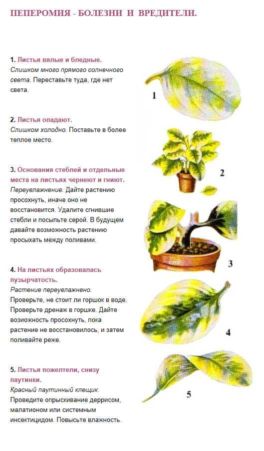 Всё о пеперомии. уход в домашних условиях. фото — ботаничка.ru