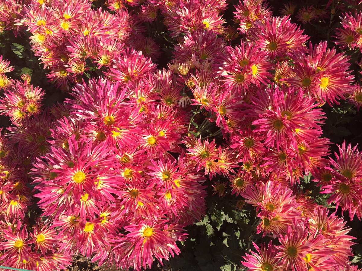 Посадка многолетней хризантемы осенью: рекомендации, пошаговая инструкция
