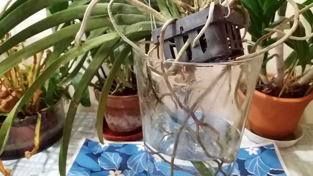 Орхидея ванда: уход в домашних условиях с фото