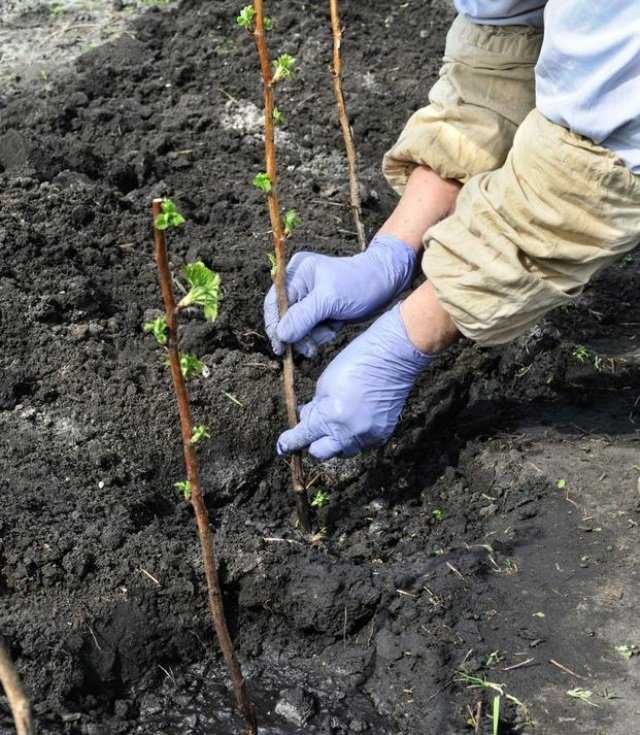 Как посадить и вырастить дуб из желудя: подробная инструкция садоводу