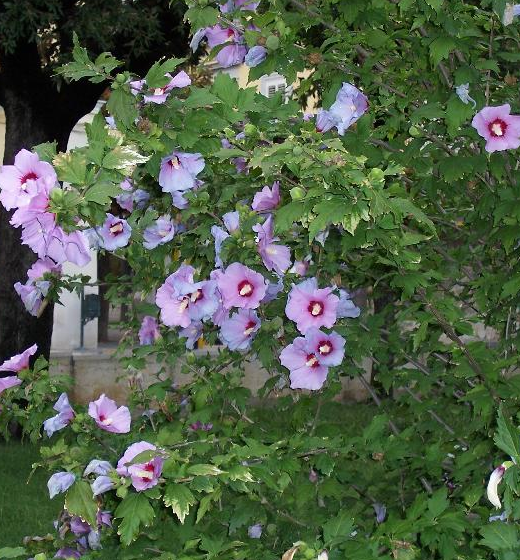 Ухаживание за гибискусом сирийским (hibiscus syriacus)