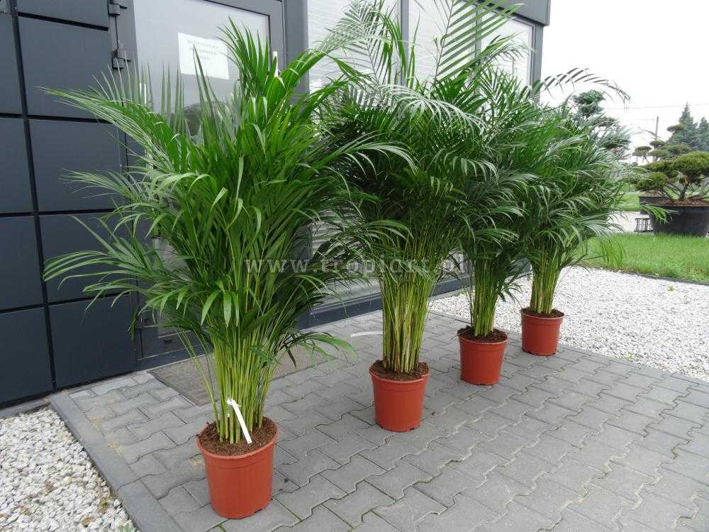 Chrysalidocarpus lutescens. хризалидокарпус — уход за пальмой в домашних условиях, размножение