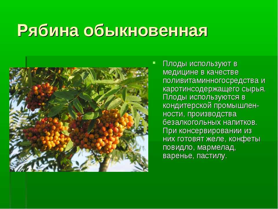 Рябина - интернет-журнал «живой лес»
