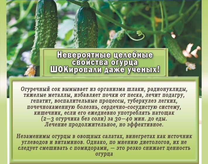 Огурец - характеристики и свойства посевной овощной культуры