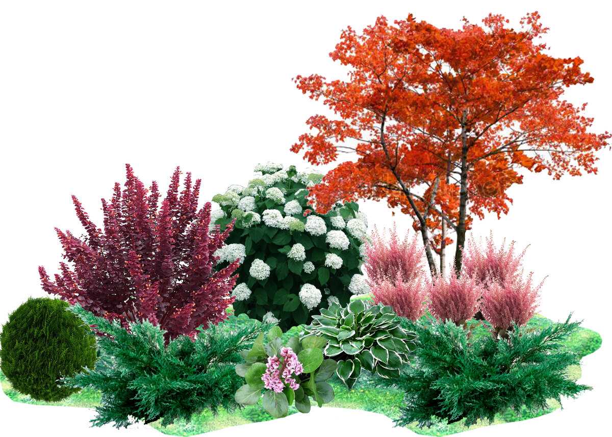 Декоративные кустарники для дачи: 26 цветущих против 12 лиственных — 40 фото