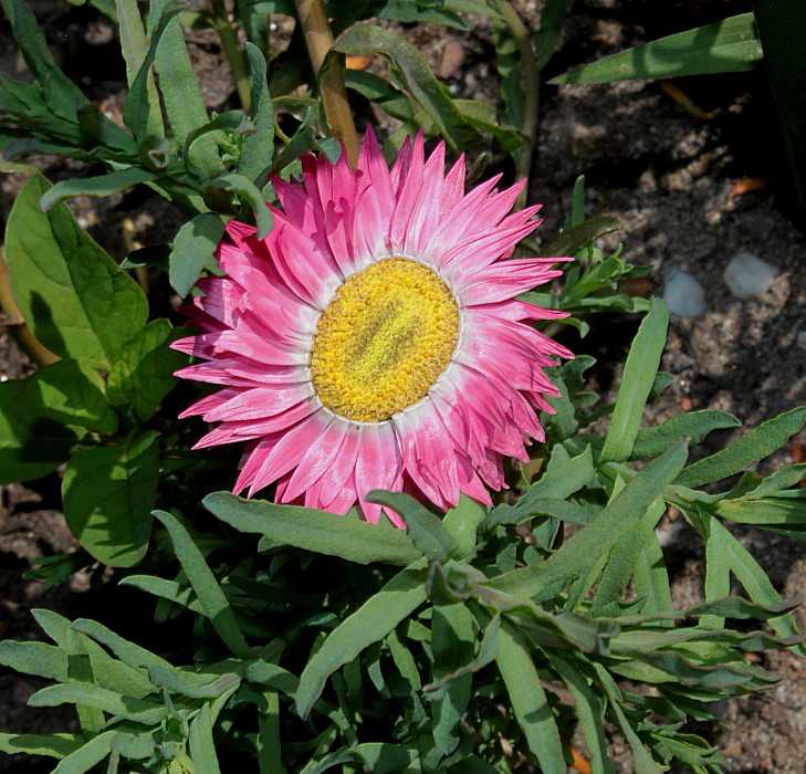 Акроклинум розовый — австралийский сухоцвет