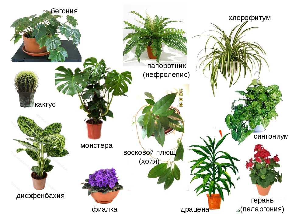 Самые полезные комнатные растения: названия и фото (каталог)