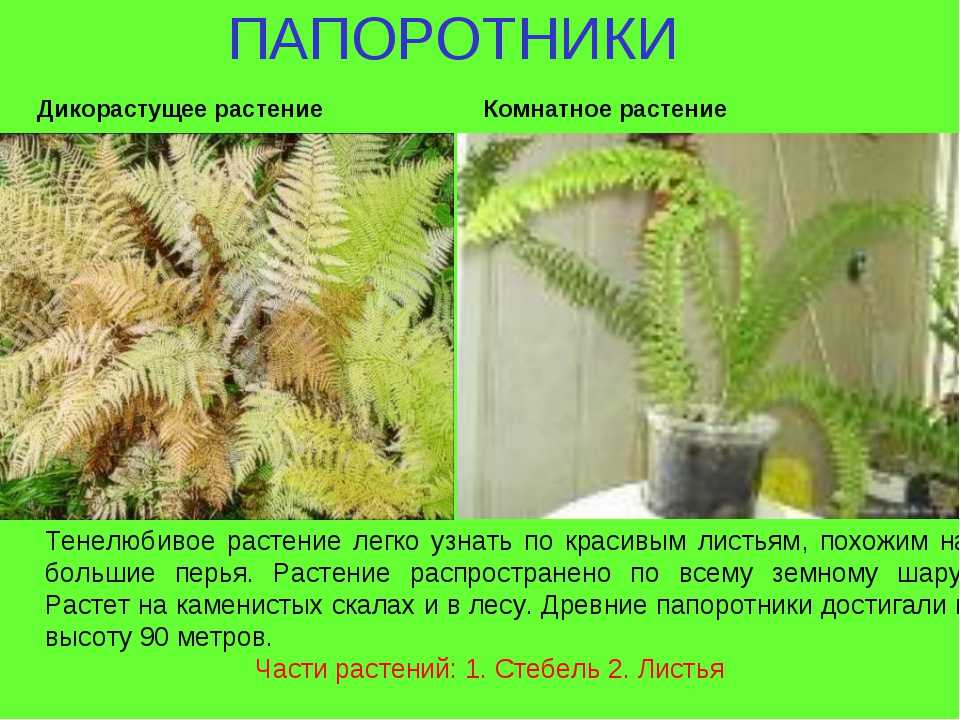 Полиподиум (многоножка): виды и выращивание