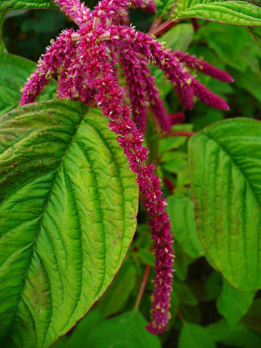 Amaranthus pictures of The 65