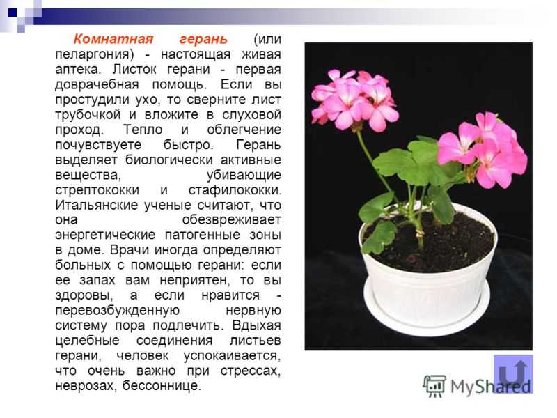 Какого размера герань. Пеларгония душистая и зональная. Герань комнатное растение. Пеларгония зональная листья. Описание цветка герань.
