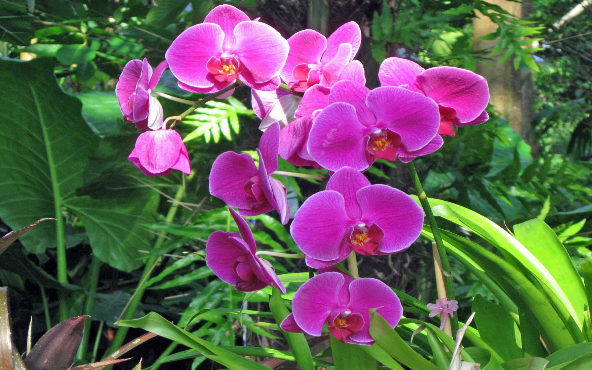 Рассказываем про размножение орхидей цветоносами в домашних условиях
