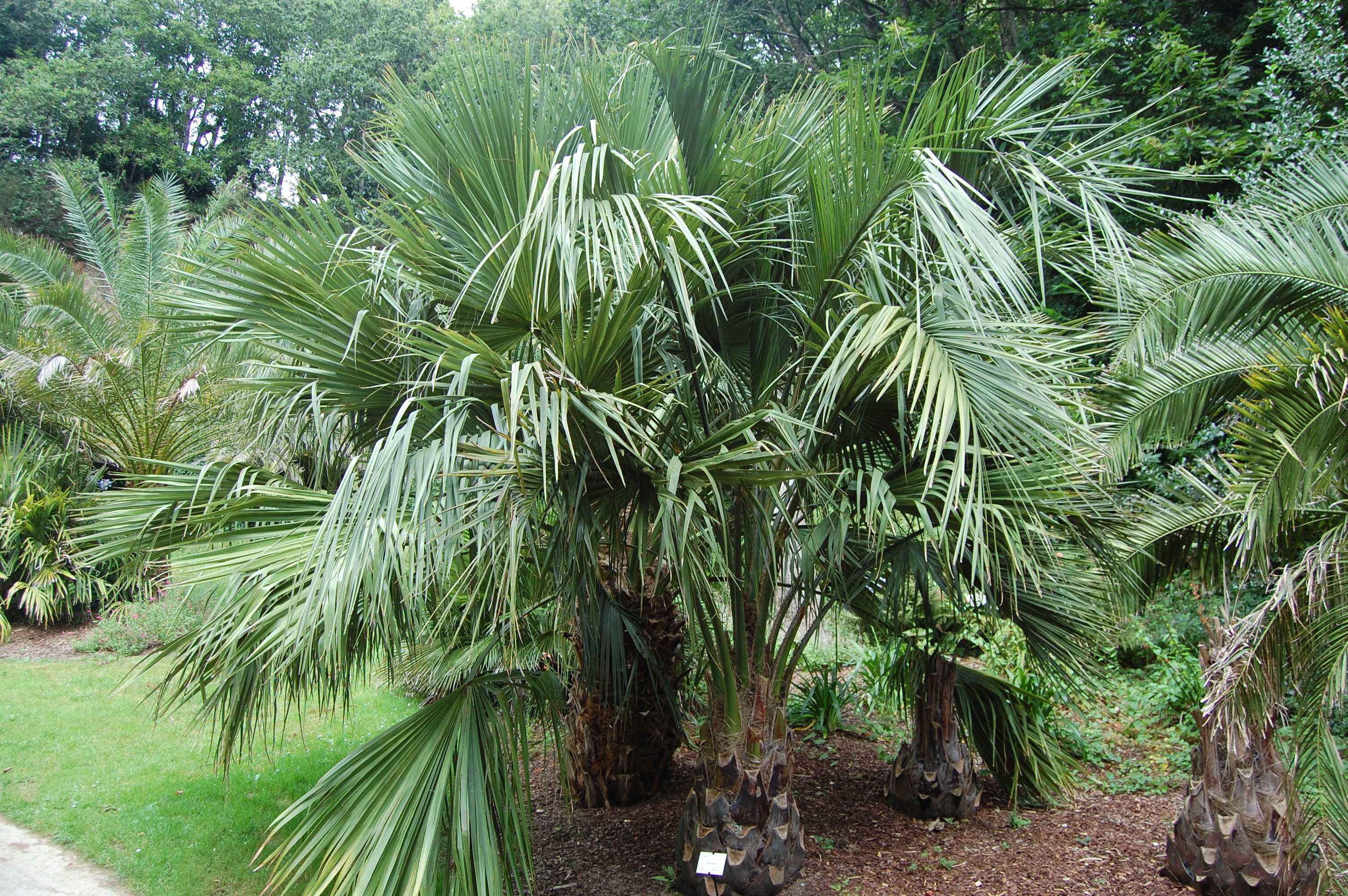 Пальма ликуала: особенности выращивания