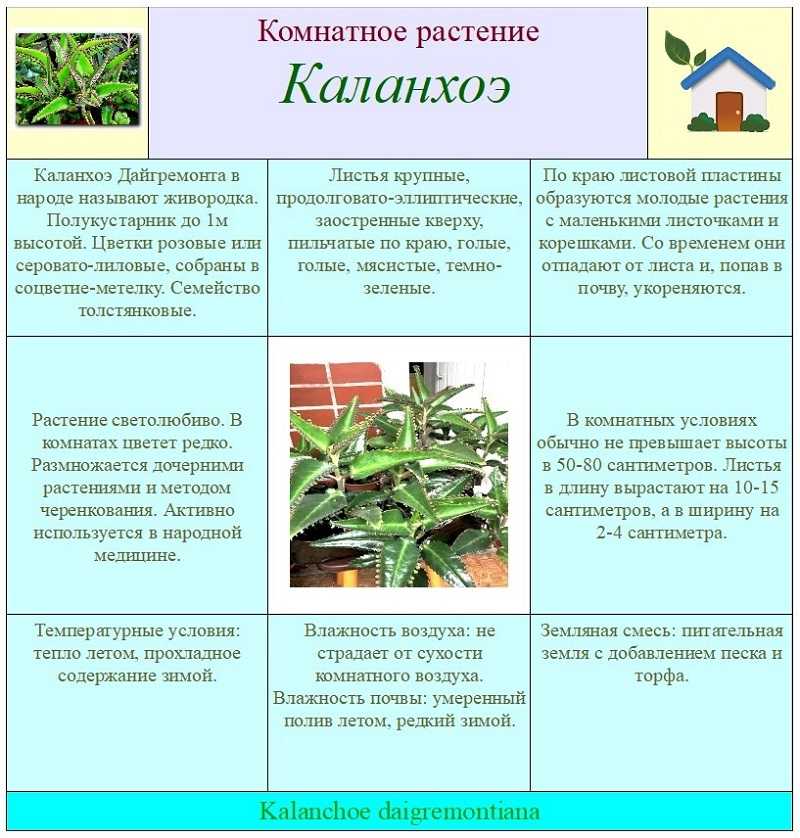 Каланхоэ трубкоцветное (kalanchoe delagoensis): все о растении