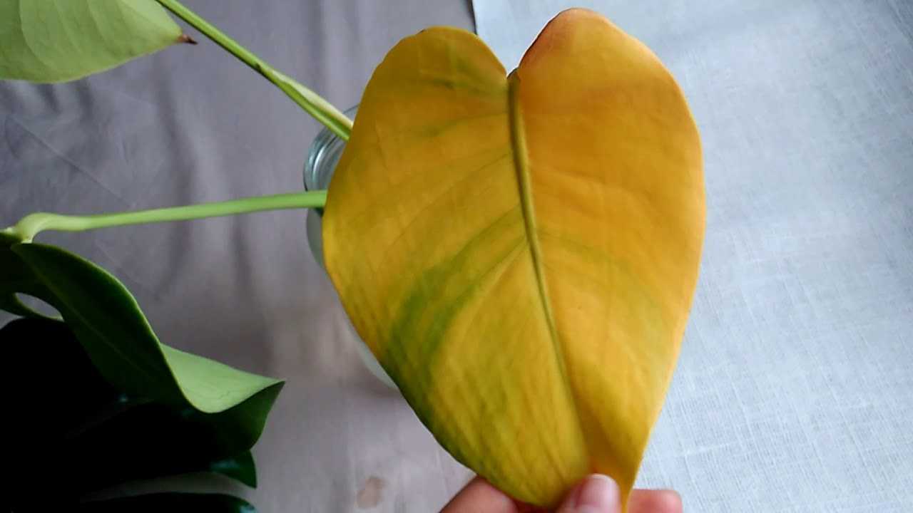 Почему на листьях лимона могут появиться желтые и коричневые пятна и как от них избавиться?