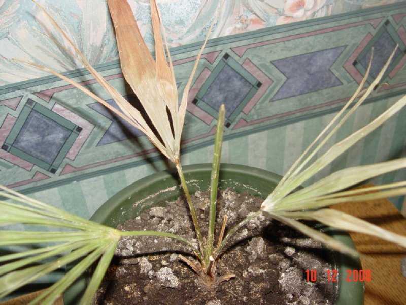 Комнатная пальма — виды и уход
