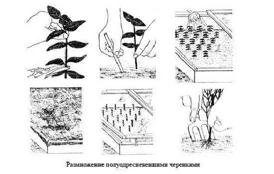 Актинидия коломикта: уход и правила посадки, ее выращивание и размножение
