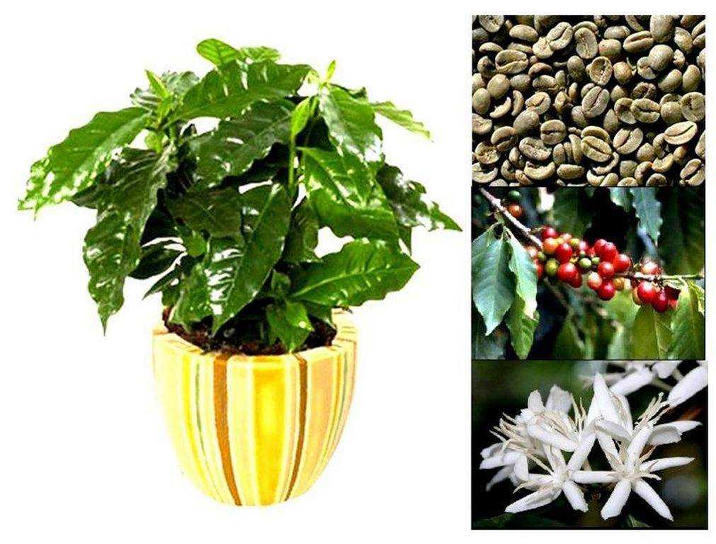 Комнатные деревья: уход за растением кофе арабика в домашних условиях
