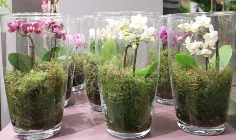 Советы по выращиванию и уходу орхидеи ванда в домашних условиях