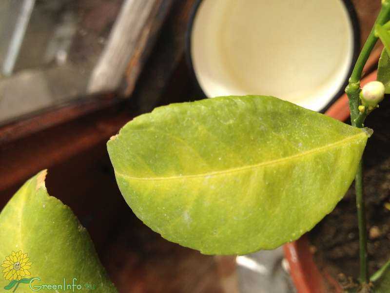 Листья мандарина полезные свойства и противопоказания